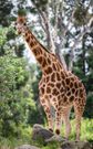 A file image of a giraffe