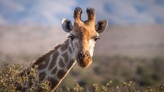A file image of a giraffe