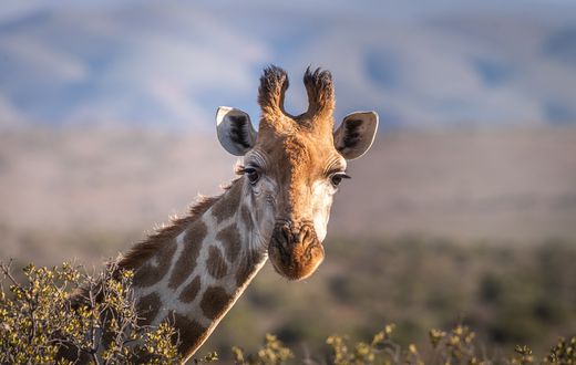 A file image of a giraffe