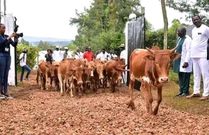 4 stages that seal a Luo marriage: Tradition, culture, and ceremony