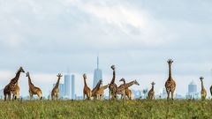 Giraffes at the Nairobi National Park
