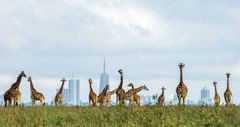 Giraffes at the Nairobi National Park