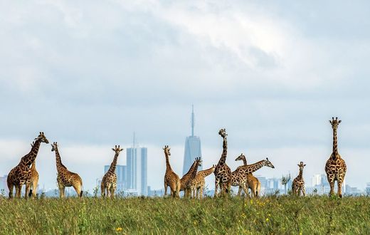 Giraffes at the Nairobi National Park