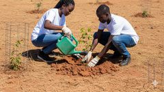 An AI-generated image of a young people planting trees