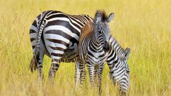 Zebras