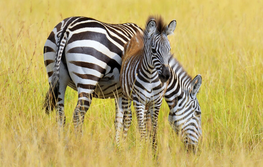 Zebras