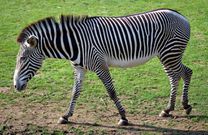 7 interesting facts about zebras similar to human beings