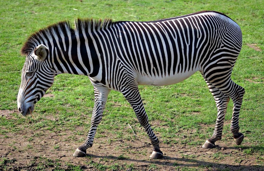 7 interesting facts about zebras similar to human beings