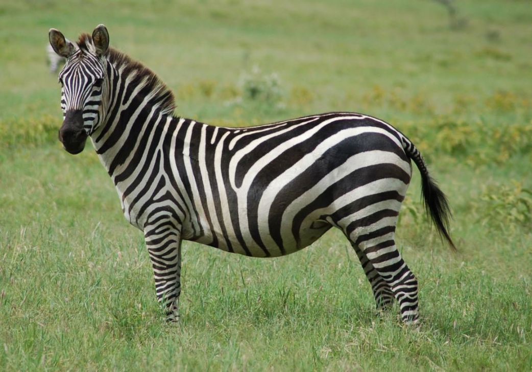 7 interesting facts about zebras similar to human beings