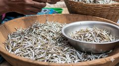 An AI-image of a person removing omena heads