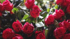 Freshly cut Kenyan roses