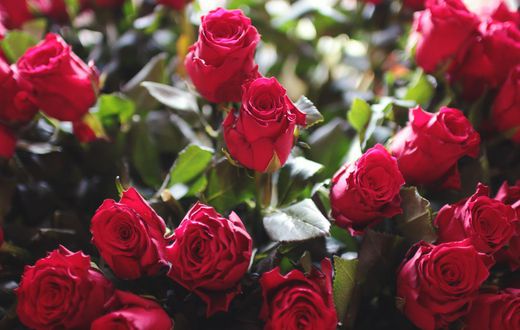Freshly cut Kenyan roses