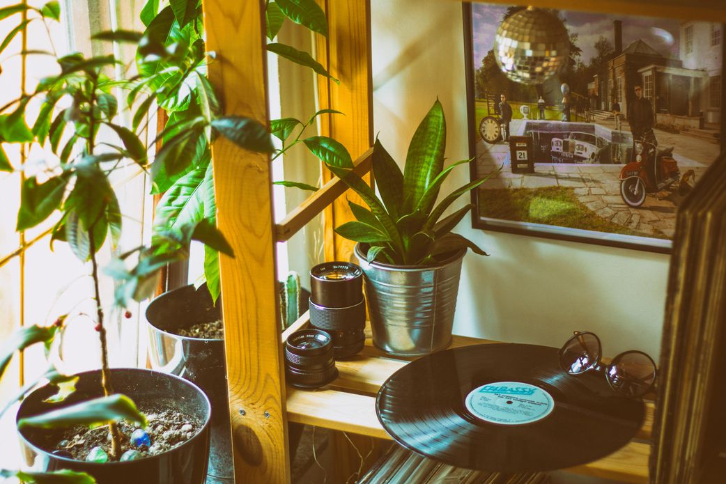 Indoor plants to warm up the house