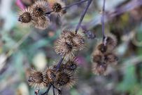 Burdock burrs, which inspired the invention of Velcro