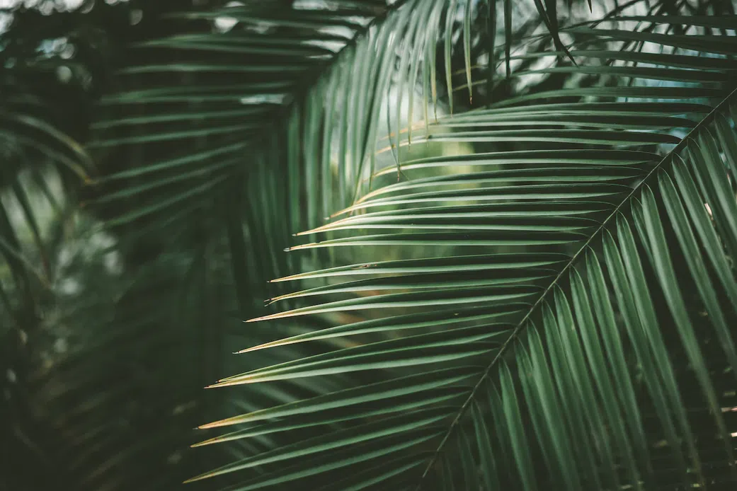 The aerodynamic design of palm leaves inspired the creation of wind turbine blades