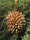 The behaviour of pine cones in different conditions has been replicated in fabrics that adjust their breathability according to humidity