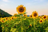 Solar tracking systems mimic the movement of sunflowers where flower heads follow the sun’s path