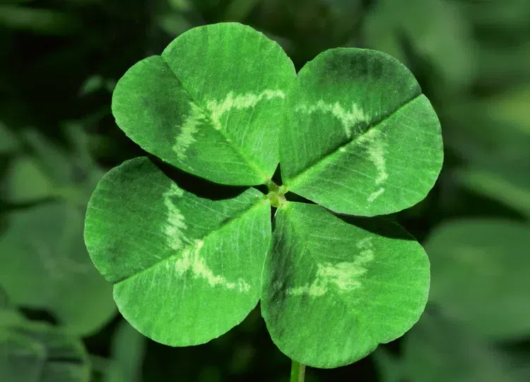 The leaves of the clover plant, which inspired the clover interchange