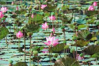Waterproof designs mimic the leaves of the lotus plant
