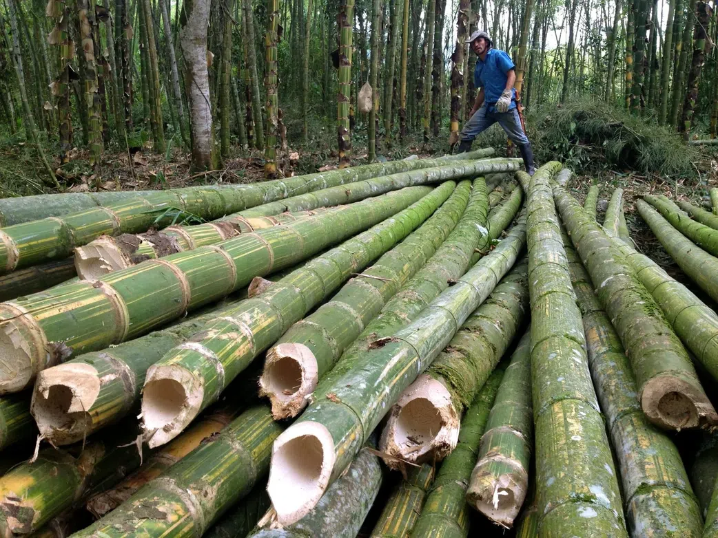 Bamboo’s hollow yet strong stem structure has inspired lightweight yet durable materials in construction and product design