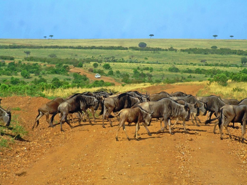 Maasai Mara Conservency