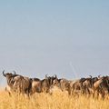 The Maasai Mara