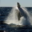 Each year humpback whales migrate north from the Antarctic to the warmer climate off Australia's coastline to mate and give birth