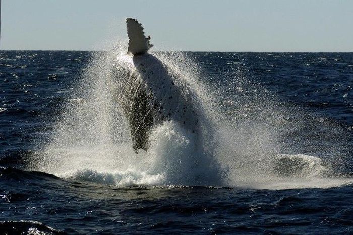 Each year humpback whales migrate north from the Antarctic to the warmer climate off Australia's coastline to mate and give birth