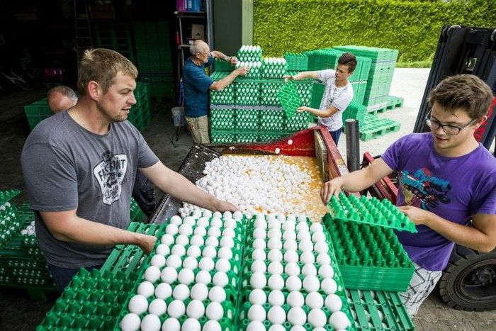 Some 10 billion eggs were produced in the country last year by about 1,000 poultry farms, with many of them going across the border into Germany