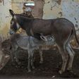 Botswana last month moved to crack down on the booming trade in donkey skins that has been fuelled by demand from China