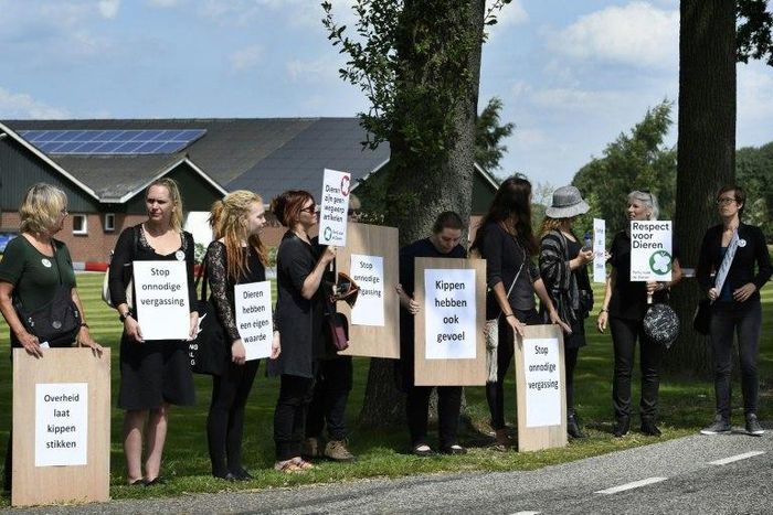 "Chickens have feelings too": Dutch animal activists wave banners and placards as they stage a protest at a poultry farm in Witteveen