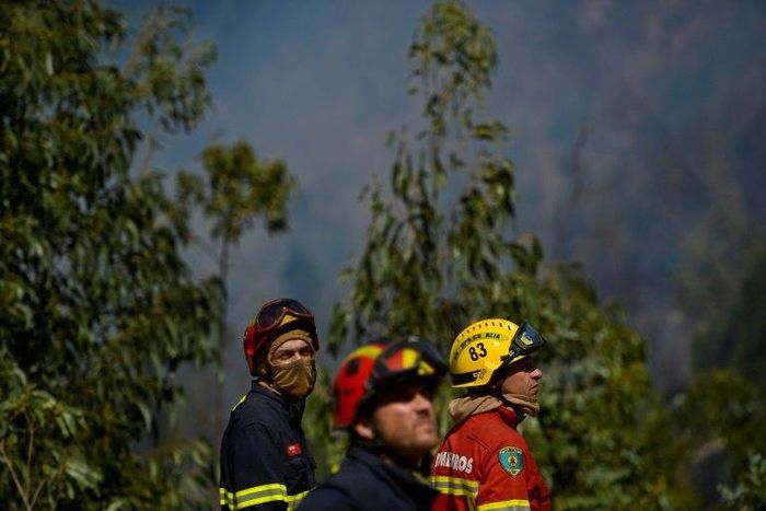 Fires on Portugal's tourist island of Madeira in August killed three people, while over the course of 2016 around 40 homes were destroyed and 5,400 hectares of land burned