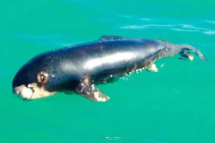 This undated handout picture released on March 19, 2017 by the US environmental group Sea Shepherd Conservation Society shows a dead newborn "vaquita marina" porpoise found at Playa Hermosa beach in the Gulf of California, Mexico