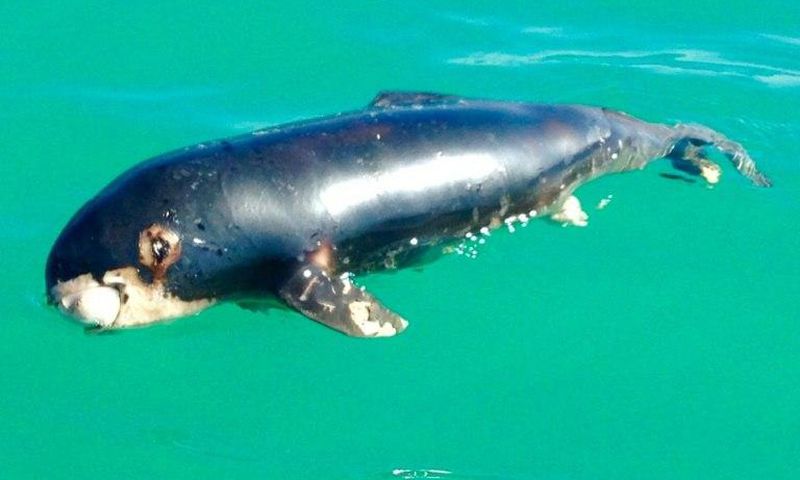 This undated handout picture released on March 19, 2017 by the US environmental group Sea Shepherd Conservation Society shows a dead newborn "vaquita marina" porpoise found at Playa Hermosa beach in the Gulf of California, Mexico