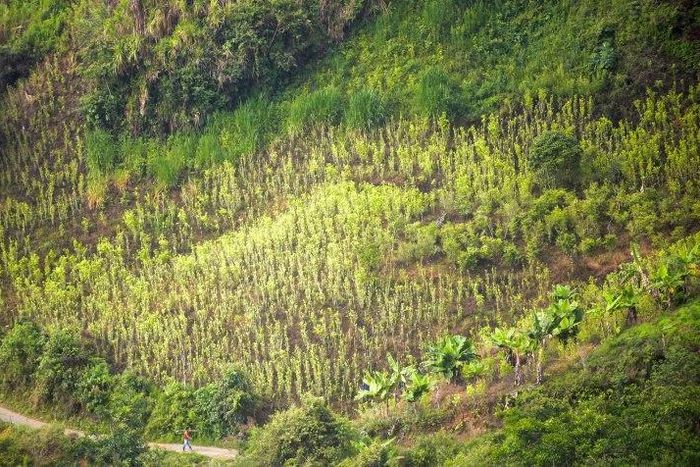 A coca field is seen in Pueblo Nuevo, in the municipality of Briceno, Antioquia Department, Colombia, on May 15, 2017