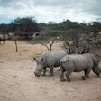 South Africa is home to 80 percent of the world's remaining rhinos