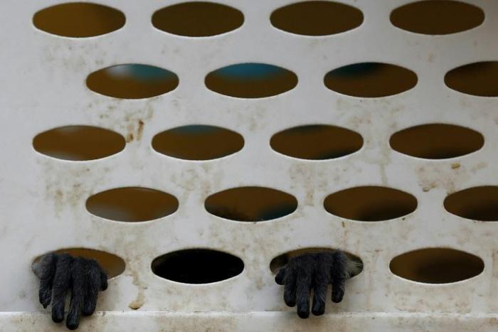 The trafficking and consumption of rare and endangered species, including monkeys, is widespread in Vietnam as many still believe in the healing and medicinal qualities of the animals' body parts