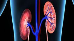 20m Nigerians have kidney diseases – Nephrologists. [tribuneonlineng]
