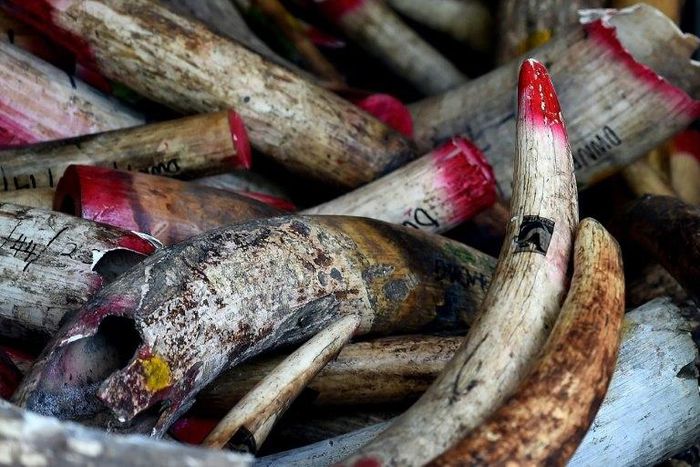 Malaysian authorities have arrested a Vietnamese man and seized a stash of elephant ivory worth almost $70,000