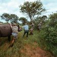 A conservationist was killed in Rwanda by a black rhino while working to reintroduce the animals