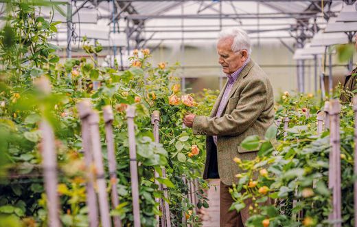 David Austin, Who Breathed Life Into the Rose, Dies at 92