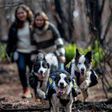 Trained Border Collies run through a forest devastated by massive fire, sowing tree seeds that fall to the ground from their special backpacks in Talca, Chile