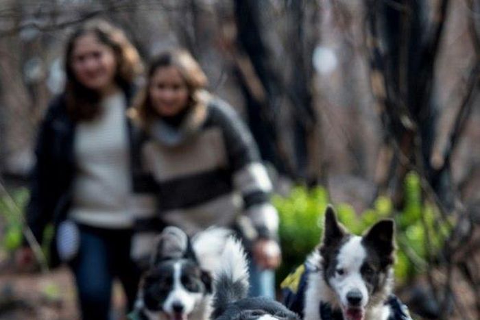 Trained Border Collies run through a forest devastated by massive fire, sowing tree seeds that fall to the ground from their special backpacks in Talca, Chile