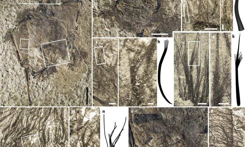 Feathers and Fur Fly Over Pterosaur Fossil Finding