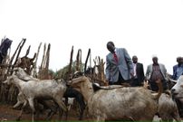 DP William Ruto during a past goat auction
