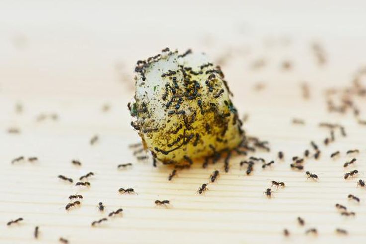 ___9188398___2018___12___11___13___ants