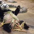 Mum-to-be Shin Shin delighted huge crowds of well-wishers in Tokyo last month as she sat lazily munching on bamboo and playfully rubbed the husks on her furry belly before being moved into confinement.