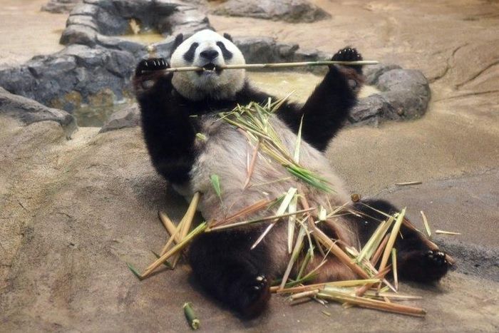 Mum-to-be Shin Shin delighted huge crowds of well-wishers in Tokyo last month as she sat lazily munching on bamboo and playfully rubbed the husks on her furry belly before being moved into confinement.