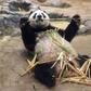 Mum-to-be Shin Shin delighted huge crowds of well-wishers in Tokyo last month as she sat lazily munching on bamboo and playfully rubbed the husks on her furry belly before being moved into confinement.