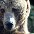 A brown bear killed a zookeeper at Orsa Predator Park in the Swedish county of Dalarna
